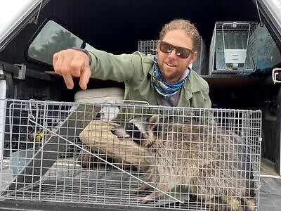 Nashville raccoon trapping